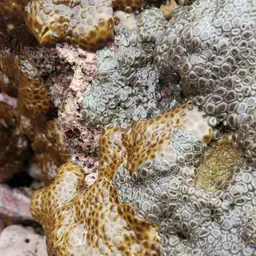Grey Colonial Zoanthid, photo 4