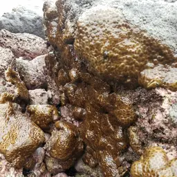 Grey Colonial Zoanthid, photo 5