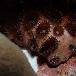 Grey Colonial Zoanthid, photo 6