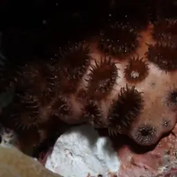 Grey Colonial Zoanthid, photo 7