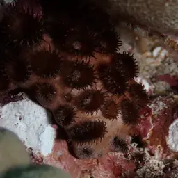 Grey Colonial Zoanthid, photo 8