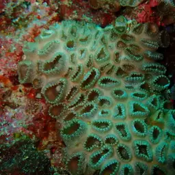 Grey Colonial Zoanthid, photo 9