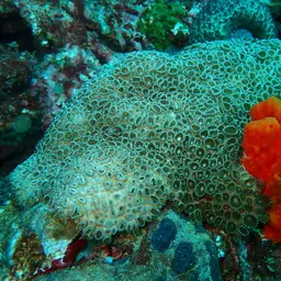Grey Colonial Zoanthid, photo 10