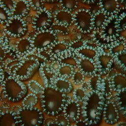 Grey Colonial Zoanthid, photo 11