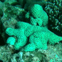 Grey Colonial Zoanthid, photo 12