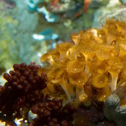 Atlantic Encrusting Zoanthid