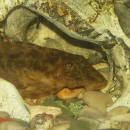 Clown Plecostomus, photo 1