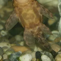 Clown Plecostomus, photo 2