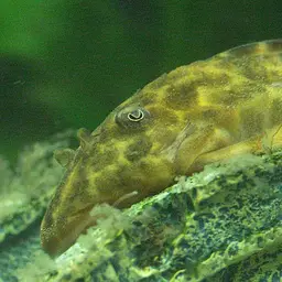 Clown Plecostomus, photo 3