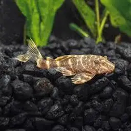 Clown Plecostomus, photo 4