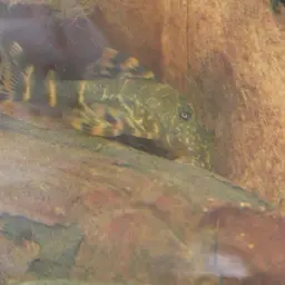 Clown Plecostomus, photo 5