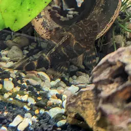 Clown Plecostomus, photo 6