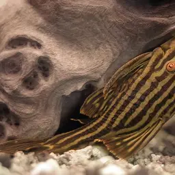 Royal Pleco, photo 1