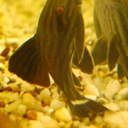 Royal Pleco, photo 2