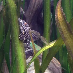 Royal Pleco, photo 3