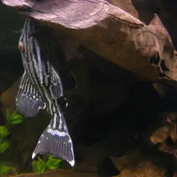 Royal Pleco, photo 4