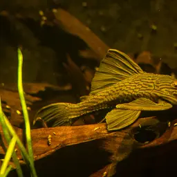 Royal Pleco, photo 5