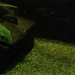 Royal Pleco, photo 6