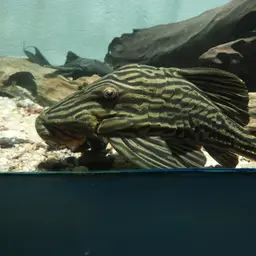 Royal Pleco, photo 7