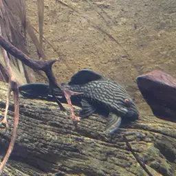 Royal Pleco, photo 8