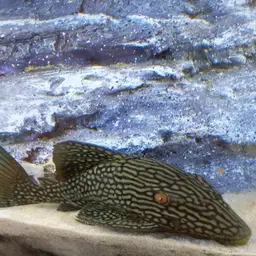 Royal Pleco, photo 9