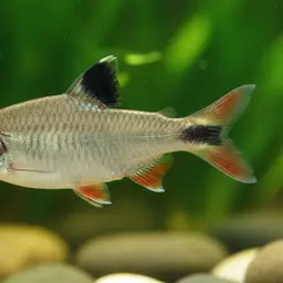 Panda Barb, photo 1