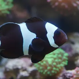 Panda Clownfish, photo 11