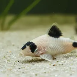 Panda Cory, photo 10