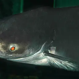 Mekong Giant Catfish, photo 2