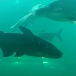 Mekong Giant Catfish, photo 4