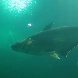 Mekong Giant Catfish, photo 5
