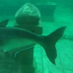 Mekong Giant Catfish, photo 6