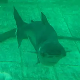 Mekong Giant Catfish, photo 7