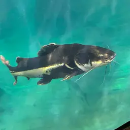 Mekong Giant Catfish, photo 8