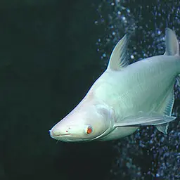 Striped Catfish, photo 1