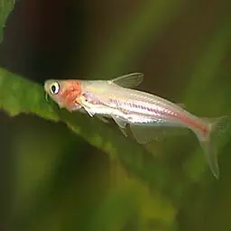 Striped Catfish, photo 2