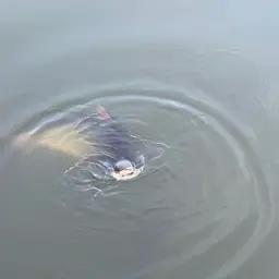 Striped Catfish, photo 3