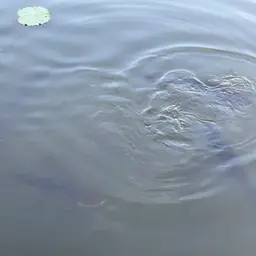 Striped Catfish, photo 4