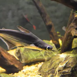 Striped Catfish, photo 5