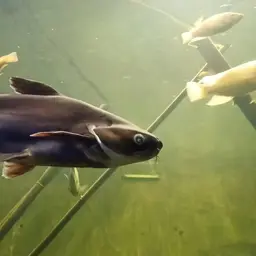 Striped Catfish, photo 6