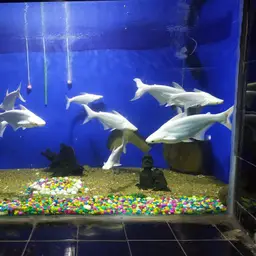Striped Catfish, photo 7