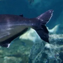 Striped Catfish, photo 8