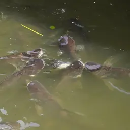 Striped Catfish, photo 9