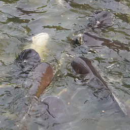 Striped Catfish, photo 10