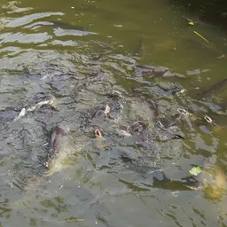 Striped Catfish, photo 11