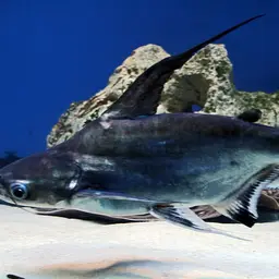Paroon Shark, photo 1