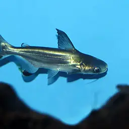 Paroon Shark, photo 2