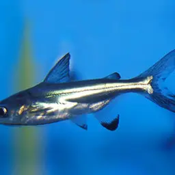 Paroon Shark, photo 3