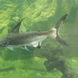 Paroon Shark, photo 4