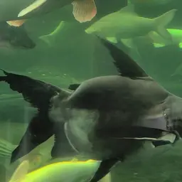 Paroon Shark, photo 5